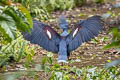 Western Crowned Pigeon Goura cristata