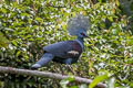 Western Crowned Pigeon Goura cristata