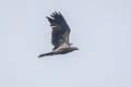 Brahminy Kite Haliastur indus girrenera