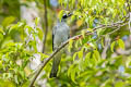 White-bellied Cuckooshrike Coracina papuensis papuensis