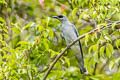 White-bellied Cuckooshrike Coracina papuensis papuensis