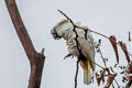 White Cockatoo Cacatua alba