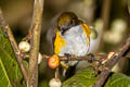 Yellow-sided Flowerpecker Dicaeum aureolimbatum aureolimbatum