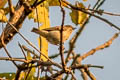 Agile Flowerpecker Dicaeum agile agile