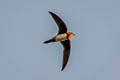 Alpine Swift Tachymarptis melba