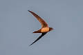 Alpine Swift Tachymarptis melba