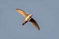 Alpine Swift Tachymarptis melba