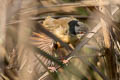 Ashy Prinia Prinia socialis stewarti