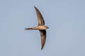 Asian Palm Swift Cypsiurus balasiensis balasiensis