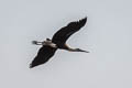 Asian Woolly-necked Stork Ciconia episcopus episcopus