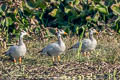 Bar-headed Goose Anser indicus