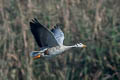 Bar-headed Goose Anser indicus