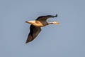 Bar-headed Goose Anser indicus