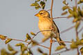 Baya Weaver Ploceus philippinus philippinus