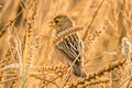 Baya Weaver Ploceus philippinus philippinus