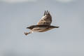 Bimaculated Lark Melanocorypha bimaculata