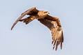 Black-eared Kite Milvus migrans lineatus