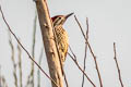 Black-rumped Flameback Dinopium benghalense