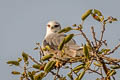 Black-winged Kite Elanus caeruleus vociferus