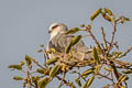 Black-winged Kite Elanus caeruleus vociferus