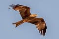 Black Kite Milvus migrans govinda