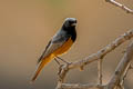 Black Redstart Phoenicurus ochruros