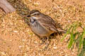 Bluethroat Luscinia svecica