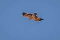 Booted Eagle Hieraaetus pennatus