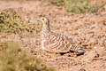 Chestnut-bellied Sandgrouse Pterocles exustus hindustan