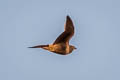 Chestnut-bellied Sandgrouse Pterocles exustus hindustan