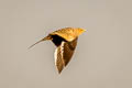 Chestnut-bellied Sandgrouse Pterocles exustus hindustan