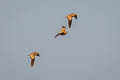 Chestnut-bellied Sandgrouse Pterocles exustus hindustan