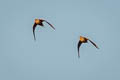 Chestnut-bellied Sandgrouse Pterocles exustus hindustan