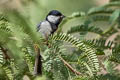 Cinereous Tit Parus cinereus caschmirensis