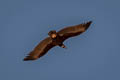 Cinereous Vulture Aegypius monachus