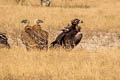 Cinereous Vulture Aegypius monachus