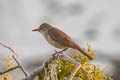 Clamorous Reed Warbler Acrocephalus stentoreus brunnescens