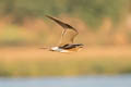 Collared Pratincole Glareola pratincola pratincola