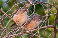 Common Babbler Argya caudata eclipes