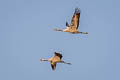 Common Crane Grus grus