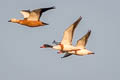 Common Shelduck Tadorna tadorna