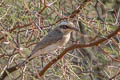 Common Woodshrike Tephrodornis pondicerianus pallidus