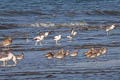 Crab-plover Dromas ardeola