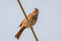 Crested Bunting Emberiza lathami