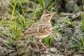 Crested Lark Galerida cristata chendoola