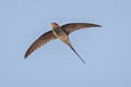 Crested Treeswift Hemiprocne coronata