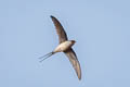 Crested Treeswift Hemiprocne coronata