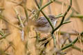 Delicate Prinia Prinia lepida lepida