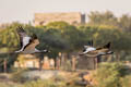 Demoiselle Crane Grus virgo