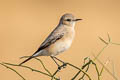 Desert Wheatear Oenanthe deserti oreophila